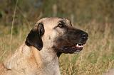 KANGAL 108